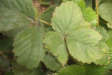 Strawberry Plant With Unhealthy Leaves