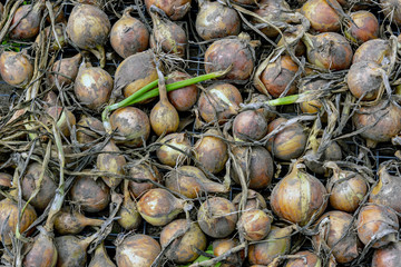 Harvest of onions is dried