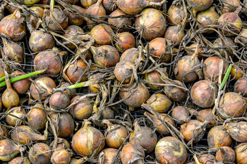 Harvest of onions is dried