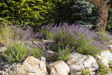 Lavender blooming between large stones.