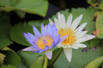 Purple lotus lily in pond