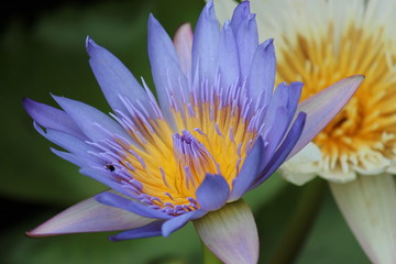 Purple lotus lily in pond