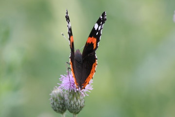 butterfly