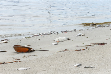 Dead Fish Washing Up On Shore After Pollution Water Contamination Destroying Environment Creating Eco Disaster For Florida