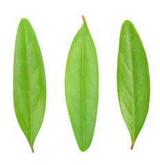 Set of pomegranate leaves isolated on a white.