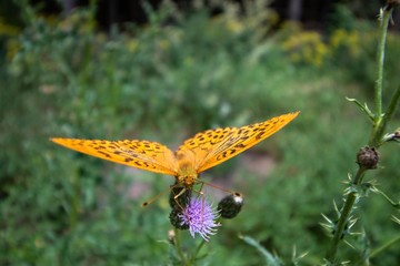 Schmetterling sitzt auf Pflanze