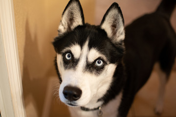 Siberian Husky