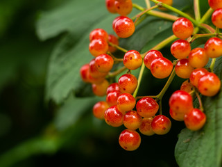 Red viburnum on the bush. Viburnum (viburnum opulus) berries with its leaves outdoor in autumn. Bunches of red viburnum berries on a branch. 