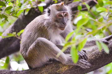 close up view of The crab-eating macaque (Macaca fascicularis), also known as the long-tailed macaque eating plastic bottle