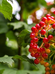 Fototapeta premium Red viburnum on the bush. Viburnum (viburnum opulus) berries with its leaves outdoor in autumn. Bunches of red viburnum berries on a branch. 