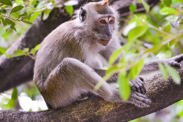 close up view of The crab-eating macaque (Macaca fascicularis), also known as the long-tailed macaque eating plastic bottle
