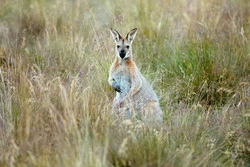 Red-necked Wallaby