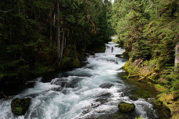 Fototapeta premium Forest River