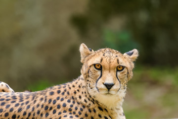 Closeup of a cheetah