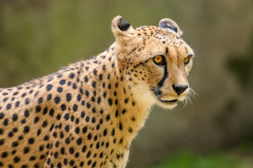 Closeup of a cheetah