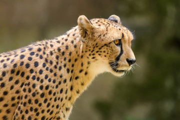 Closeup of a cheetah © Thorsten Spoerlein