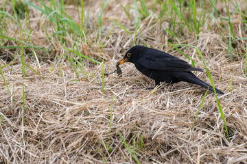 Common blackbird looking for worms in grass