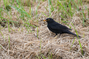 Common blackbird looking for worms in grass