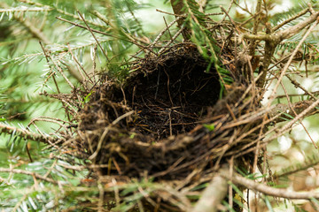 Empty bird nest in branches, forest animals.