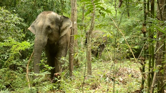 asia elephant in tropical forest