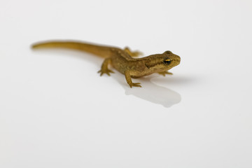 Freshly metamorphosed common newt on white background