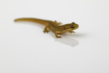Freshly metamorphosed common newt on white background