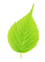 Blackberry leaf isolated on a white.