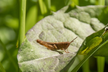 cricket