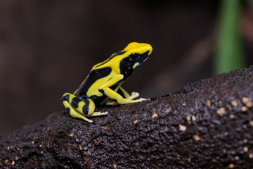 Dendrobates tinctorius 