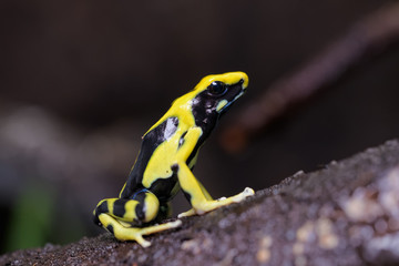Dendrobates tinctorius 