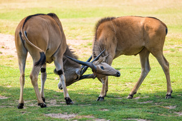 Eland antelopes fighting