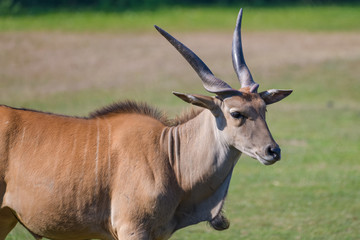 Naklejka na ściany i meble Closeup of an eland antelope