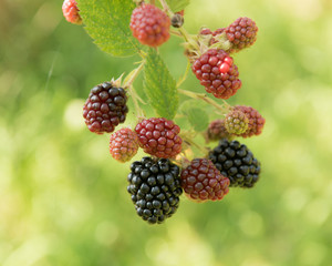 Blackberry on a bush with a green background