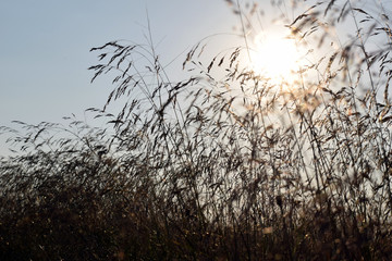 Sunshine 