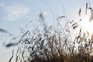 Sun in grass.