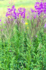 Ivan-tea, kiprei, epilobium, herbal tea on the field, close-up.Vertical image.