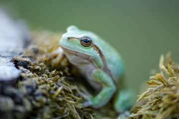 European tree frog on a mossy tree stump