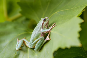 European tree frog on a wine leaf