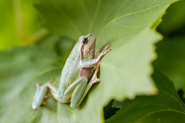 European tree frog on a wine leaf