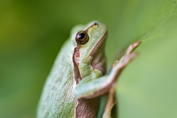 European tree frog on a wine leaf