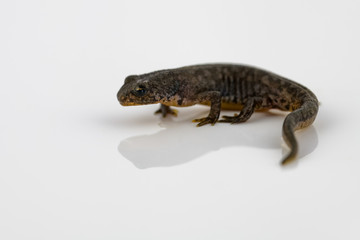 Great crested newt on white reflective background