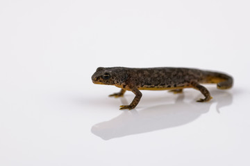 Great crested newt on white reflective background