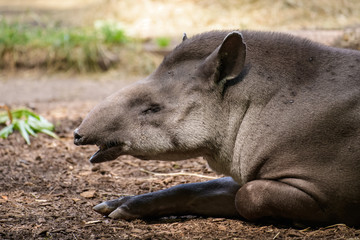 Fototapeta premium Lowland tapir resting in the shade