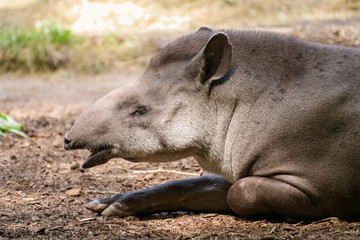 Fototapeta premium Lowland tapir resting in the shade