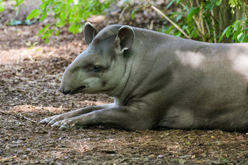 Lowland tapir resting in the shade