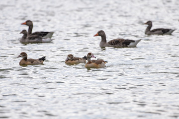 Nile geese swimmin in front of greylag geese on a lake
