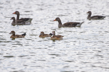 Nile geese swimmin in front of greylag geese on a lake