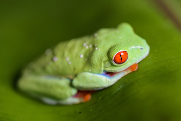 Red eyed tree frog sitting on a banana leaf