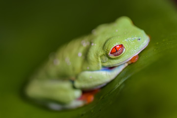Red eyed tree frog sitting on a banana leaf