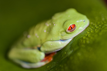 Red eyed tree frog sitting on a banana leaf